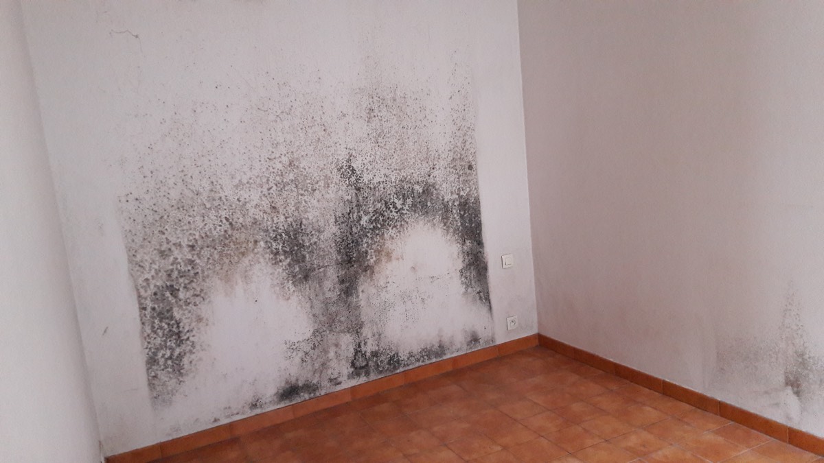 Moisissures - Expertise humidité à Caen